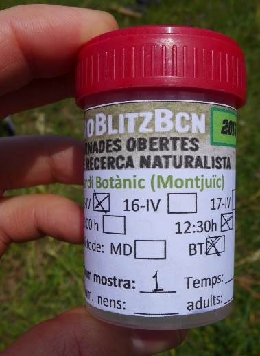 A collected sample from a BioBlitz event that used CEBRA.