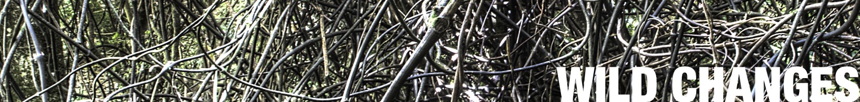 tangle banner